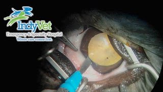 Canine Cataract Surgery (Phacoemulsification)