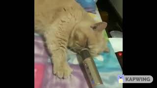 Snoring cat echo480p