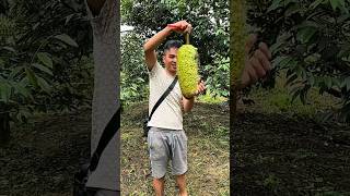 Durian Pepaya Tanpa Biji Viral #durian #durianindonesia #shortsviral