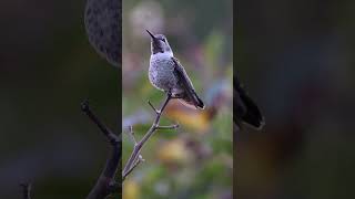 Annn’s Hummingbird. #wildlife #nature #birds #slomotion