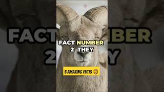 Top 5 Amazing Facts About Aoudad Sheep! Please Subscribe now 👈#facts #amazingsfacts #animals