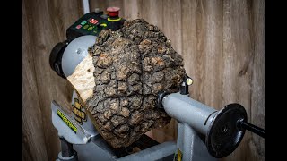 Woodturning - what''s hiding inside this oak burl?