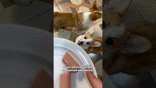 Я булка 🥖 сладкая #корги #коржик #puppydog #puppyvideos #щеноккорги #новыйгод