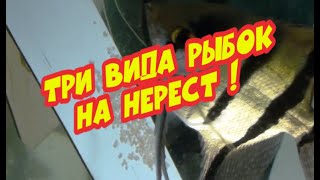 Сажаем три вида рыбок на нерест | Скалярии. Данио ГлоФиш. Коридорас золотистый.