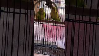 Budgies Dancing | Lovebirds Dancing | Birds Singing and dancing #lovebirds #birddance #budgies #pets