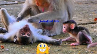 Oh god help ! monkey baby playing careless fail rolling on the ground / Animal little baby monkey