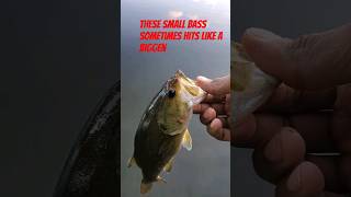 ever had a small bass bite like a monster #fishing #fish #bass #outdoors #pike #tarpon #shorts