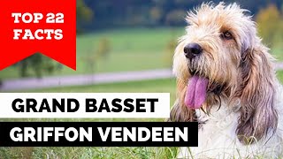 99% of Grand Basset Griffon Vendéen Dog Owners Don't Know This