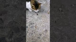 Рыбалка, рыба, кошки,Беларусь Fishing, Fishing, Cats#shorts #respect