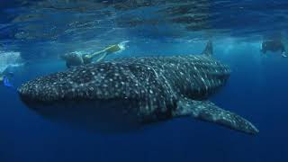 Snorkel with Whale Sharks