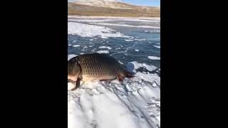 Fish found mysteriously standing on ice 😳