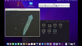 A Simple Method for Quantifying Blastema Growth in Regenerating Planarians: measure planarian day 1