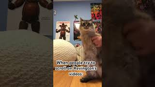 When people try to scroll on Revington’s videos 😢 #shorts #cat #revington