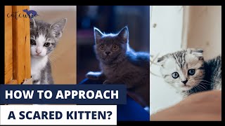 How to Approach a Scared Kitten? | must watch!!! |