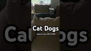 Cat Dogs - Walton B. James, ASD & CPTSD