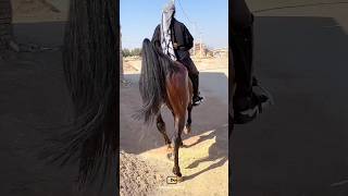 Rider girl with a wonderful horse🔥|دختر سوارکار و اسب فوق العاده🔥#animals #cavalo #horse #girl #اسب