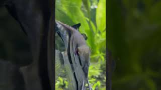 Black Angelfish