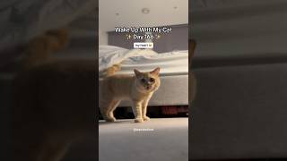 Cutest cat morning greetings | Day 166 #britishshorthair #cutecat