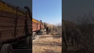 Слоны разгружают фуру с апельсинами