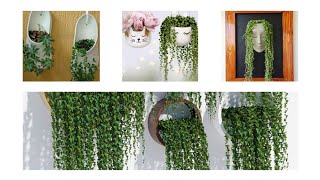 Hanging plants ideas | indoor outdoor plants |