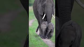 Beautiful Animal##animal##wildlife short video...🐘🐘🐘🐘🐘🐘