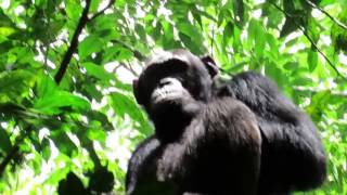 Uganda Chimpazee Habituation Trek in Kibale Forest National Park