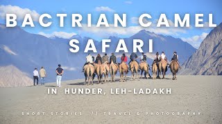 Unforgettable Camel Safari in Hunder, Leh Ladakh | हिंदी विवरण और उप-शीर्षक | TNT-017 |