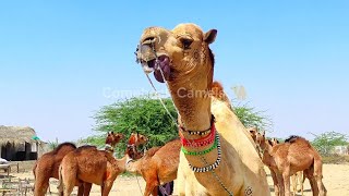 Exploring the Power of Heavy Bull Camels in Camel Mandi