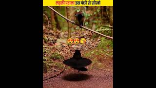 लड़की पटाना इस पंछी से सीखो | Dancing Bird | Western Parotia #short #shorts #viral #birds