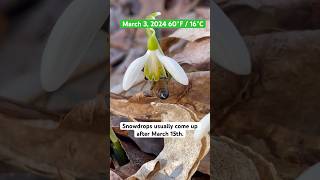 Massachusetts is having the earliest spring I can remember. #beekeeping #bees #pollen #spring #boop