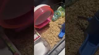 Hamster cleaning the house