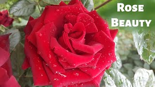 Beautiful Roses From My Garden | Inspirational | Relaxing