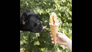 Gemma got to enjoy her favourite Dairy Queen Ice-cream. #dogs #funnydog #bulldog #funnypet #puppies