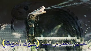 أخطر انواع الثعابين السامه في العالم (ملوك الموت)