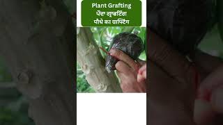 Plant Grafting | ਪੌਦਾ ਗ੍ਰਾਫਟਿੰਗ | पौधे का ग्राफ्टिंग | Modern Kheti