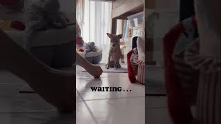 Waiting Game with CoCo 🐕 - Part ½ #chihuahua #waiting #pet #dog #petlover to be continued -part 2/2