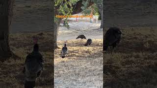 Happy Thanksgiving from these wild turkeys and the Havasi Wilderness Foundation! #birds #animals