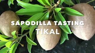 Tikal Sapodilla - Florida Fruit Tasting