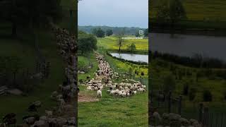 Weed Problems? Buy #Sheep #counterculture #easttexas #farmlife #regenerativeagriculture #ranchlife