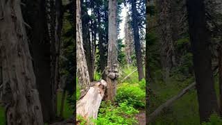 hike through douglas fir (christmas tree) #umbrella falls #mount hood #oregon #USA@Mudita-RH2809