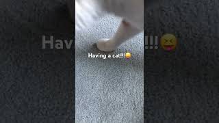 Having a cat!!!🤪😝#shorts #subscribe #cat #funny #cute