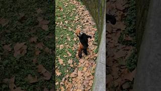 Red panda at Shanghai zoo: 1 minute of cuteness! #redpanda #shanghai #panda #zoo #cuteanimals #cute