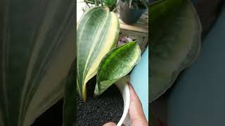 Update Sansevieria Masoniana Variegata #shorts #sansevieria #sansevierialovers