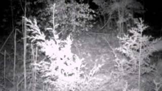 Coyote caught on game camera