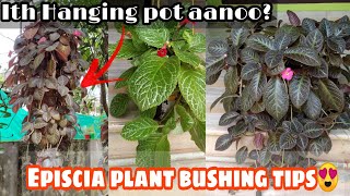 Episcia/Flameviolet plant bushing tips😍|Waste material reusing Hanging idea(malayalam)