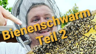 Bienenschwarm Teil 2