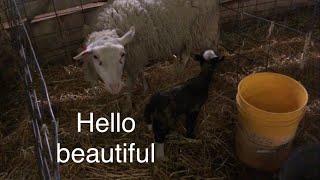 Lambing diaries: Evening lambs is always a nice surprise … vlog 532