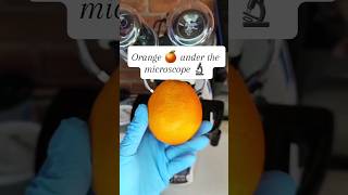 Orange 🍊 under the microscope #microscope #shortfeed #fypシ゚viral #shorts