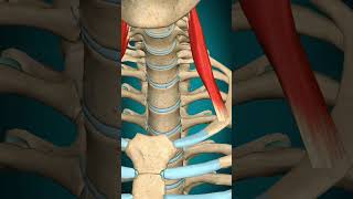 scalenus anterior muscle action first rib: elevation (inspiration)#muscle #anatomy