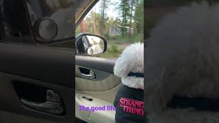 Riding with my dog